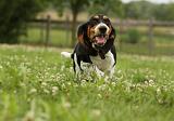 BASSET HOUND 061